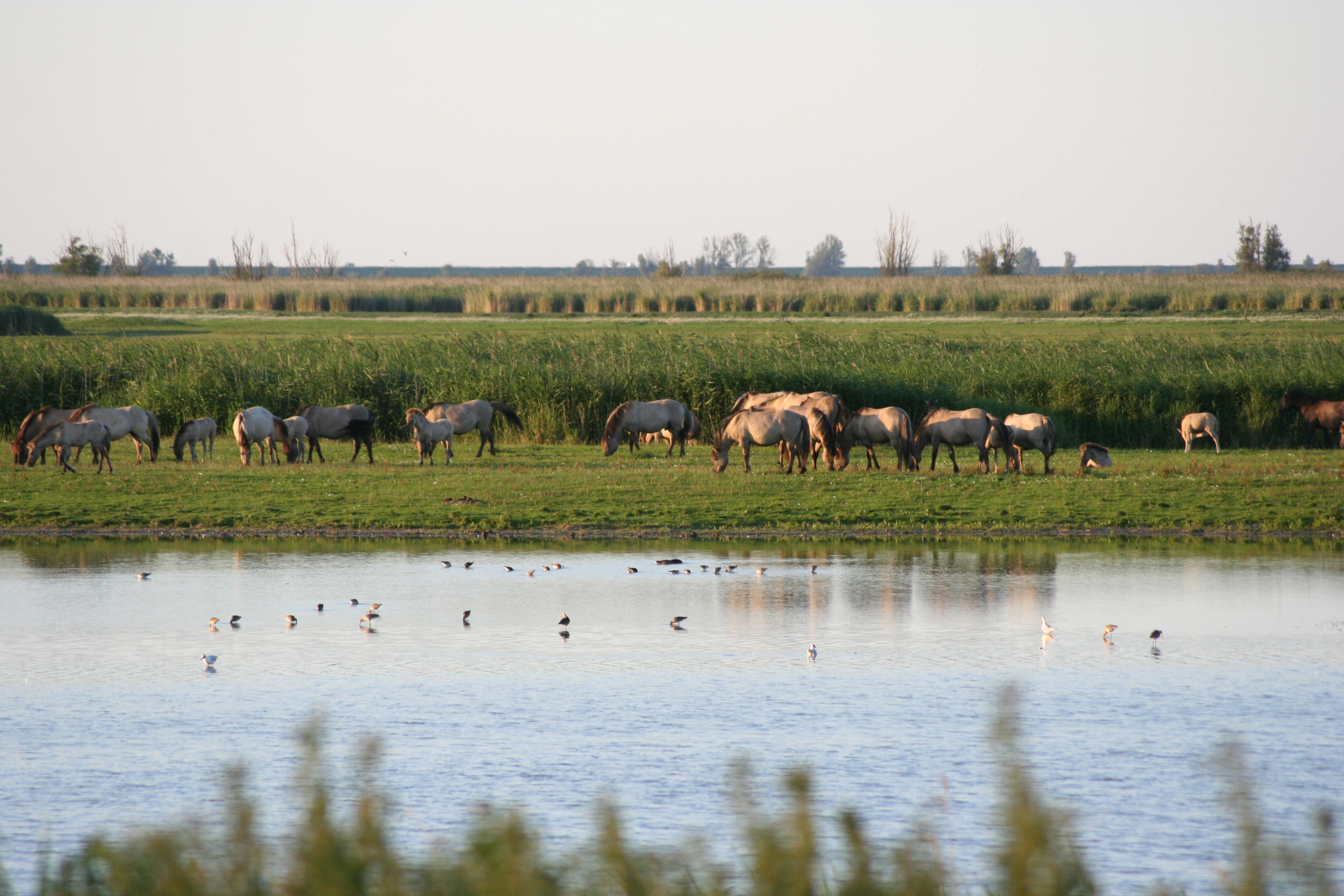 Troupeau de koniks paissant paisiblement dans l'Oostvaardersplassen